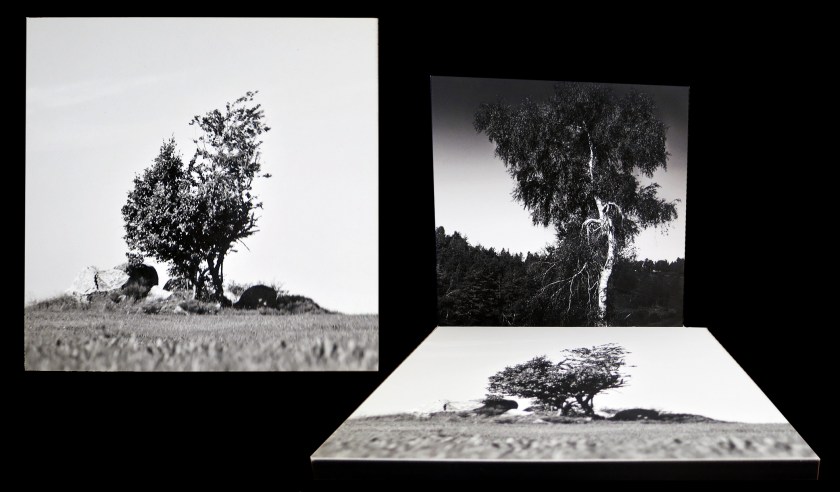 LE SHOP - galerie le lieu multiple montpellier - Delphine Sauret - Mère nature