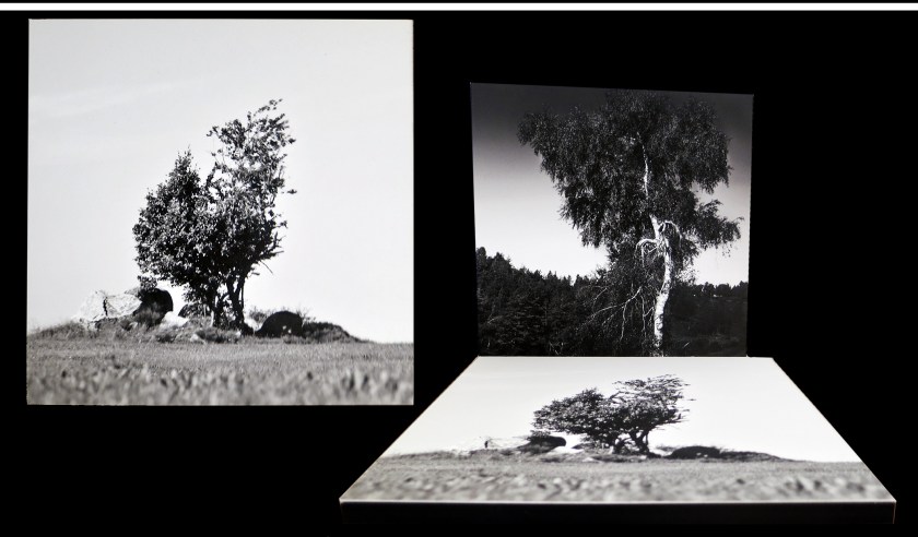 LE SHOP - galerie le lieu multiple montpellier - Delphine Sauret - Mère nature